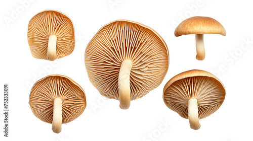 Oyster Mushrooms Isolated on Transparent Background for Culinary Creations
