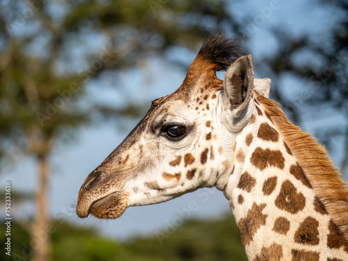 The face of a baby giraffe (Giraffa camelopardalis rothschildi) in Mburo National Park in Uganda.