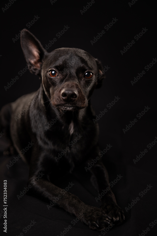 black dog studio photo on black background