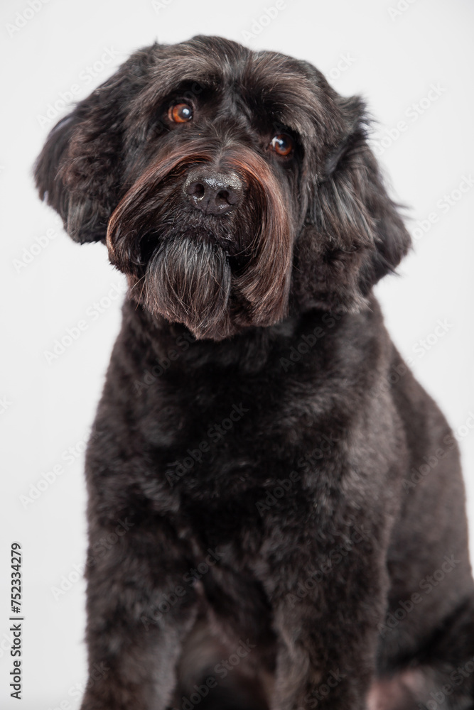 black goldendoodle dog studio photo on white background black goldendoodle dog studio photo on white background