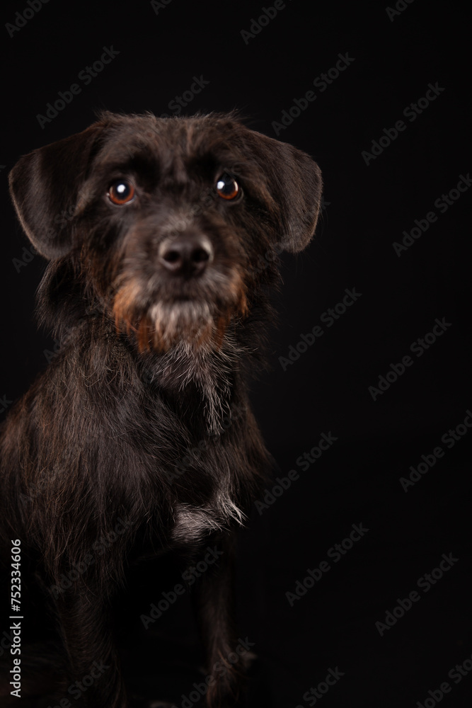 black dog studio photo on black background