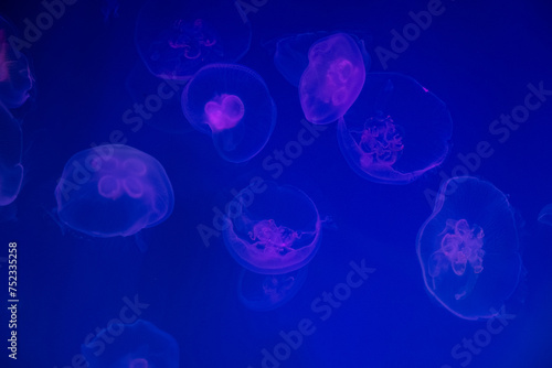 jellyfish in neon light in water