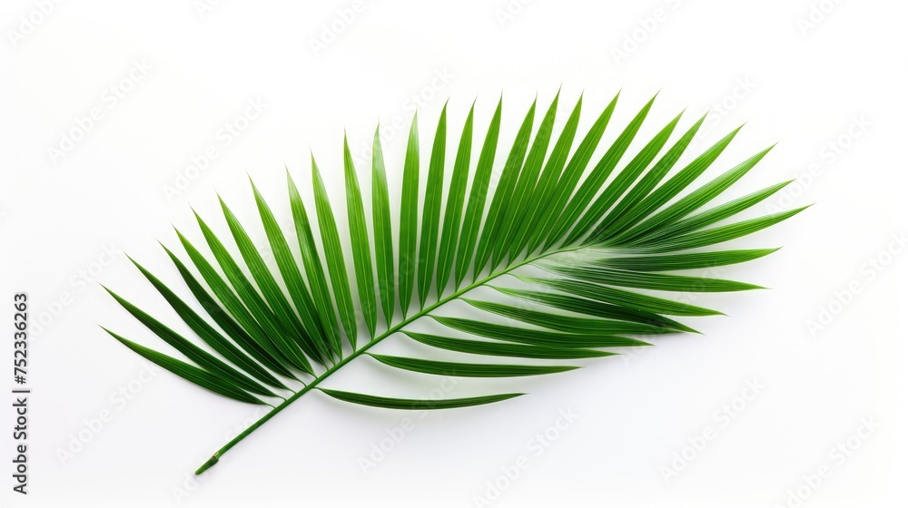 Obraz premium Palm tree with tropical leaves on a white background with a place to copy text, an even layer of green tropical leaves. The concept of recreation, tourism, and sea travel.