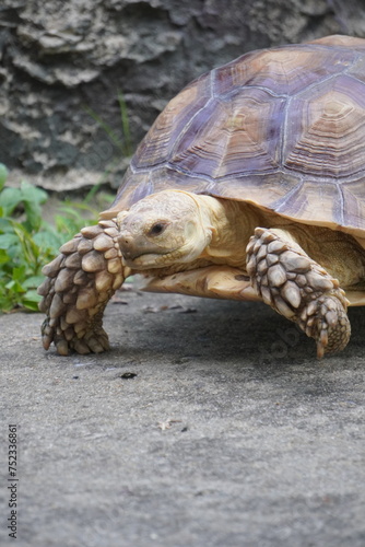 Sulcata tortoise walks around looking for something to eat.