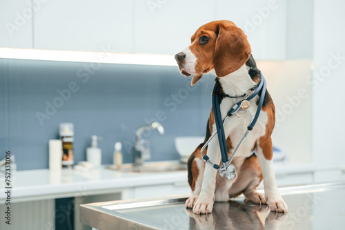 Conception of healthcare. Beautiful dog is sitting on the table in veterinary clinic