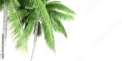 Fototapeta Naklejka Na Ścianę i Meble -  Coconut branch leaf tree isolated on white