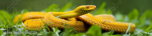 Cobra amarela na grama verde - Panorâmico photo