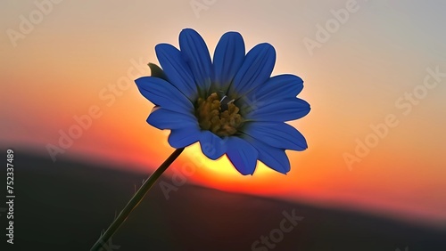 flower of a daisy
