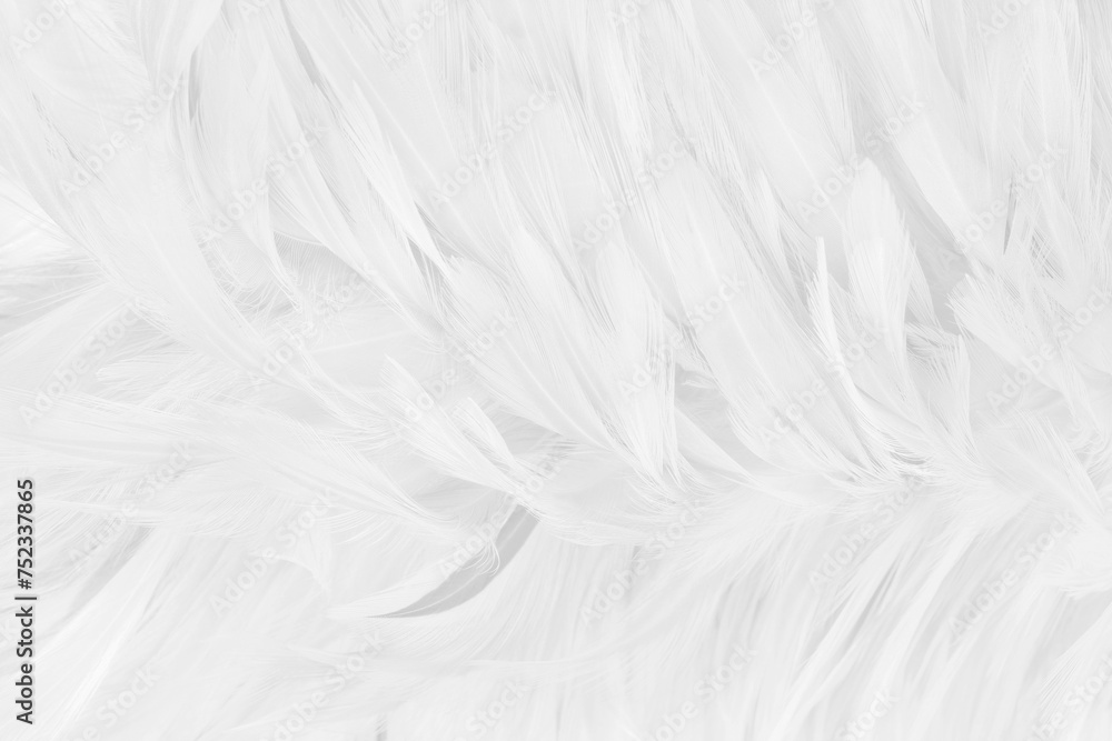 Obraz premium Beautiful white grey bird feathers pattern texture background.