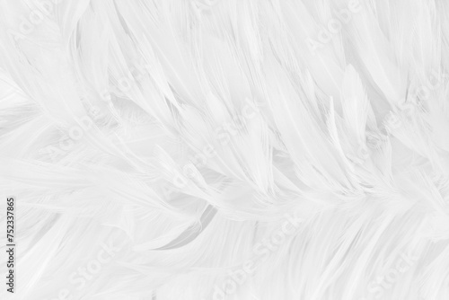 Beautiful white grey bird feathers pattern texture background.