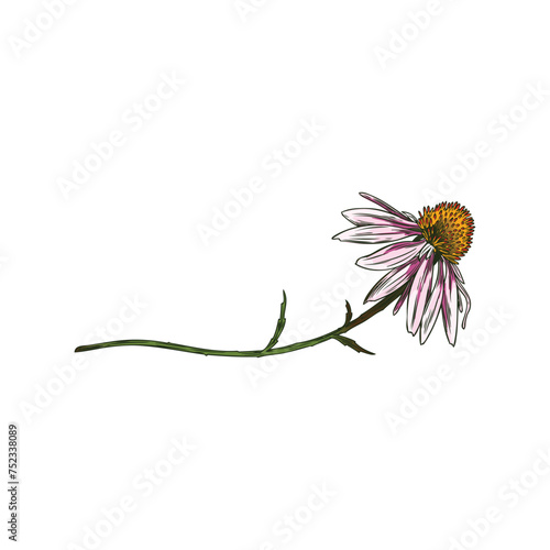 Hand drawn echinacea, for health and beauty design on an isolated background.
