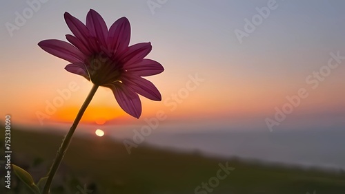 flower on sunset background