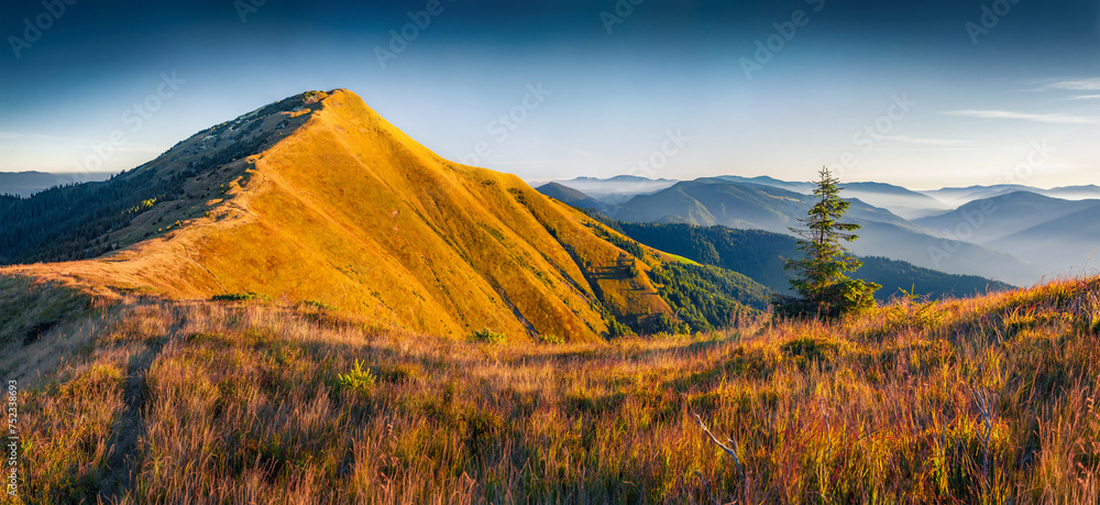 Colorful autumn view of Barvinok peak with small fir tree, Colochava outskirts location, Ukraine. Stunning morning scene of Carpathian mountains. Beauty of nature concept background. - obrazy, fototapety, plakaty 