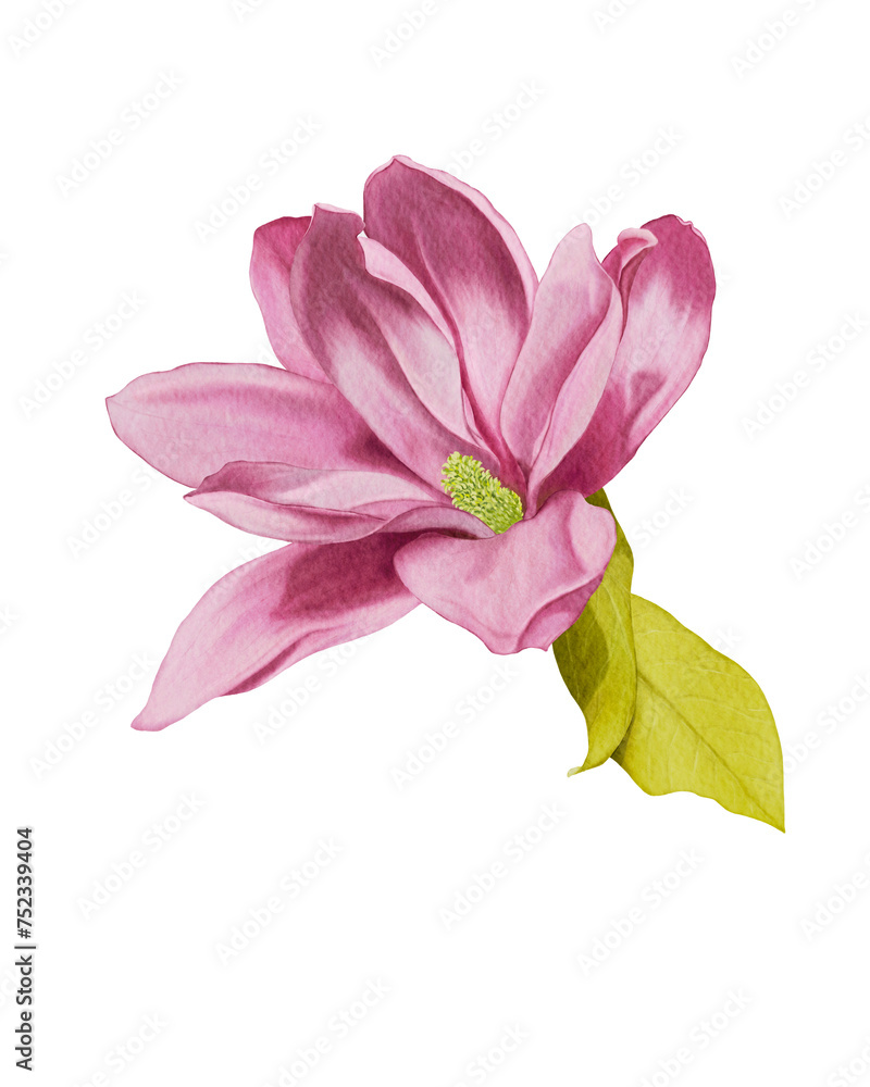 pink magnolia flower isolated on white background pink magnolia flower isolated on white background