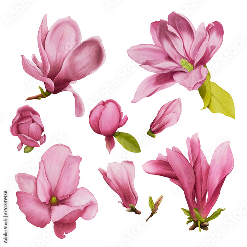 Watercolor magnolia pink flowers set 
