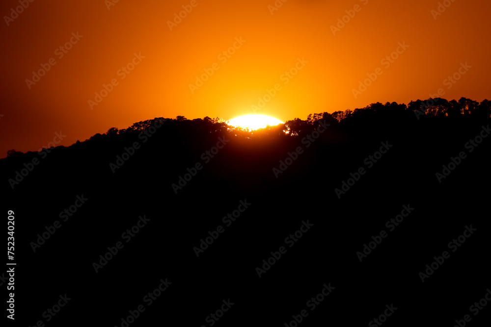 close up tree on mountain peak  sunset time.