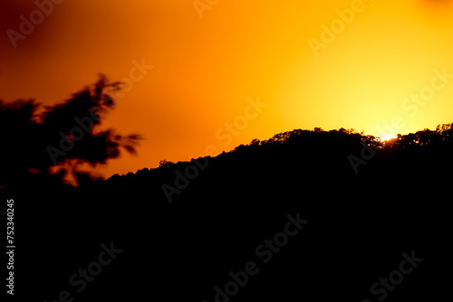 close up tree on mountain peak  sunset time.
