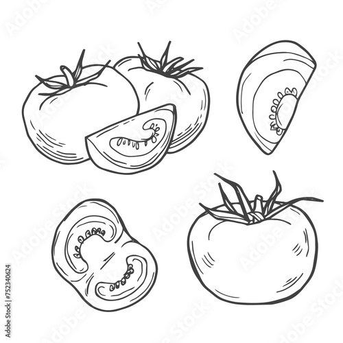 Set of hand drawn doodle tomato. Organic eco food. Half and slice of tomato. Vector sketch