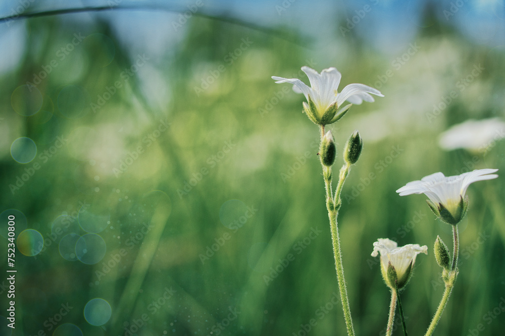 Flowers in the Field - Wildblumen - Wiese - Beautiful - colorful - summer - spring - Wildflowers - Background Flowers in the Field - Wildblumen - Wiese - Beautiful - colorful - summer - spring - Wildflowers - Background