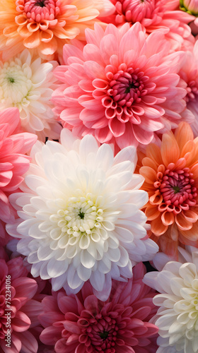 Close-Up View of Vibrant Chrysanthemum Blooms: Colorful Symphony of Nature's Beauty