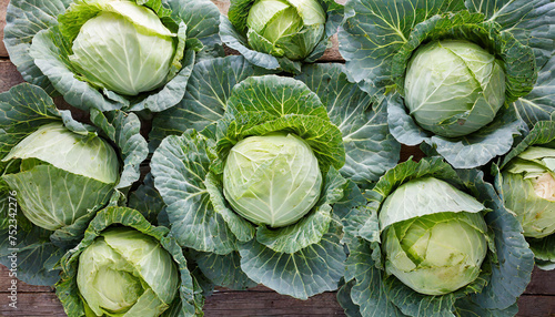 Green cabbages background. Organic farm harvest. Autumn season. Natural product.