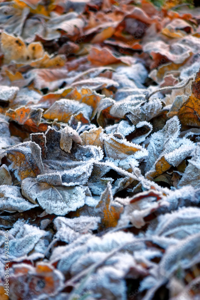 Frosted Autumn Garden Leaves in Wiltshire, England, UK Frosted Autumn Garden Leaves in Wiltshire, England, UK