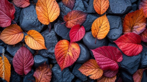 Autumn Spectrum: Vibrant Leaves on Stone
