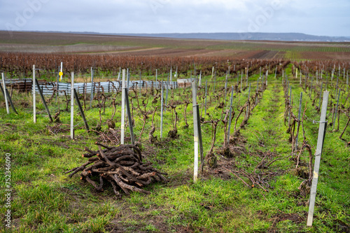 Pruned grapevines, winter time on Champagne grand cru vineyard near Verzenay and Mailly, rows of old grape vines without leave, wine making in France