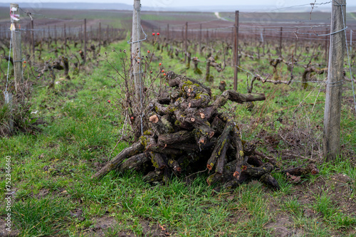 Pruned grapevines, winter time on Champagne grand cru vineyard near Verzenay and Mailly, rows of old grape vines without leave, wine making in France
