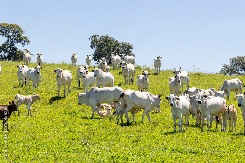 Fototapeta premium Nelore cattle in a green pasture on a farm in São Paulo, SP
