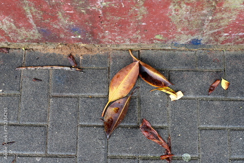 Dry leaves and fallen flowers in a city park in Tel Aviv.