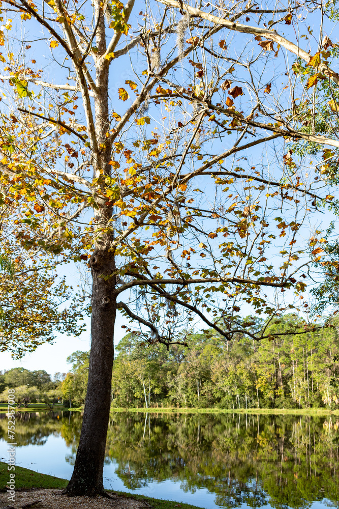 Obraz premium Autumn in Florida...