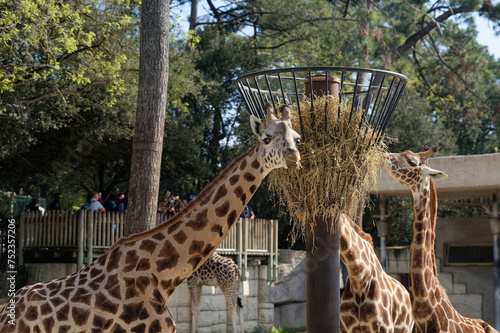 Photography Girafes qui s'alimentent dans un enclos au Zoo de La Palmyre à Royan