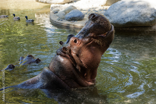 Hippopotame dans une marre dans un Zoo 