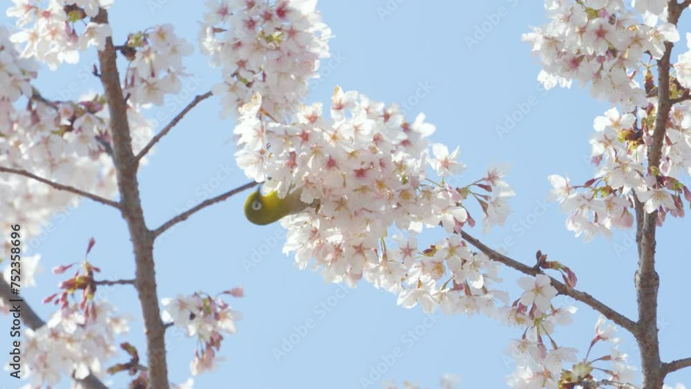 満開の桜の枝にとまり花の蜜を吸うメジロ 満開の桜の枝にとまり花の蜜を吸うメジロ