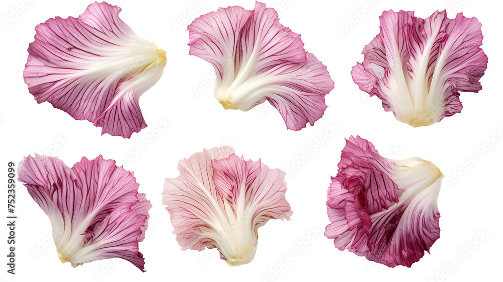 Radicchio Vegetable Salad: Vibrant, Healthy Ingredients for Gourmet Cuisine. Top View Isolated on Transparent Background for Culinary Designs.