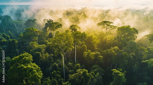 Forest with fog seen from above, tropical nature
