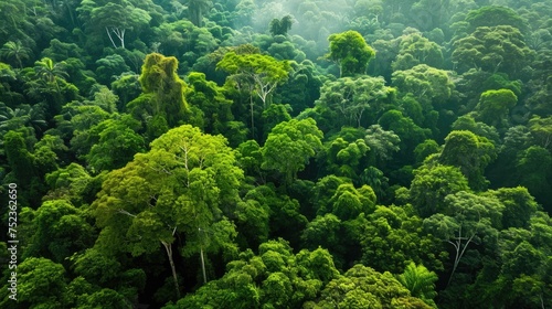 The diverse forest seen from above  tropical nature