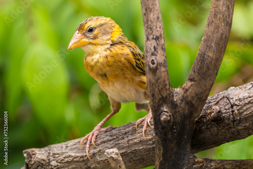 The baya weaver (Ploceus philippinus) is a weaverbird found across the Indian Subcontinent and Southeast Asia