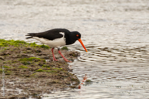 A South Island oystercatcher, or South Island pied oystercatcher (Haematopus finschi), looks for food near the Pacific Ocean mouth of the Tahakopa river. photo