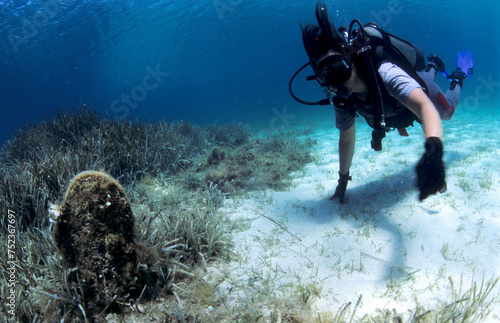 A scuba diver observes the large shell of a castanet (Pinna nobilis) from the surface in the Asinara Marine Park. Porto Torres. Sardinia. Italy photo