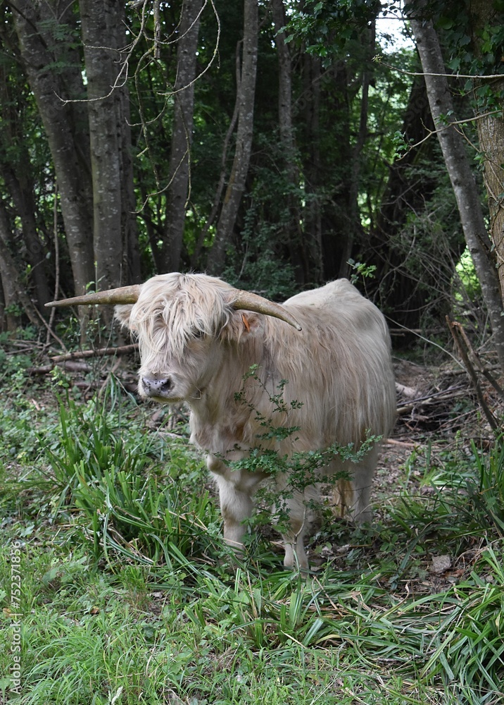 Vache Highland blanche en pâturage dans un terrain boisé. Vache Highland blanche en pâturage dans un terrain boisé.
