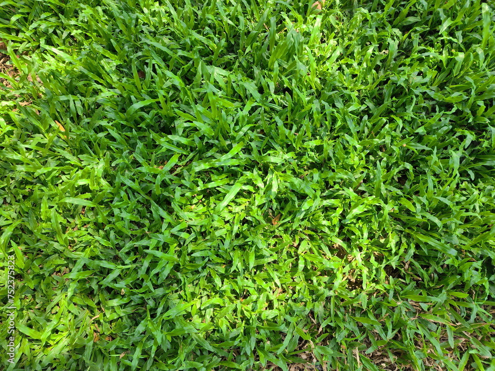 Manila Grass or Nuan Noi Grass. Long, slender leaves bright green, popularly planted in gardens, sports fields, playgrounds. Temple Grass is similar to Japanese Lawn Grass, leaves are more flexible.
Manila Grass or Nuan Noi Grass. Long, slender leaves bright green, popularly planted in gardens, sports fields, playgrounds. Temple Grass is similar to Japanese Lawn Grass, leaves are more flexible.