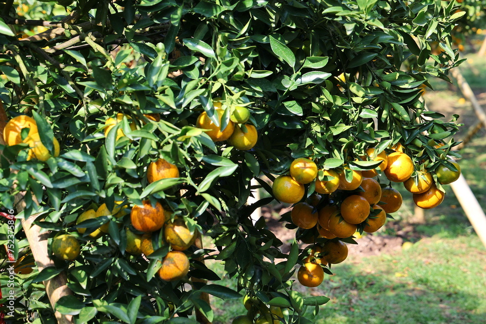 Ripe oranges hanging on branch at organic orange farm. Tangerine orange farm full of ripe orange fruits. Type of orange has thin peel, lots of seeds, and high in vitamin C. Blur background and bokeh
Ripe oranges hanging on branch at organic orange farm. Tangerine orange farm full of ripe orange fruits. Type of orange has thin peel, lots of seeds, and high in vitamin C. Blur background and bokeh