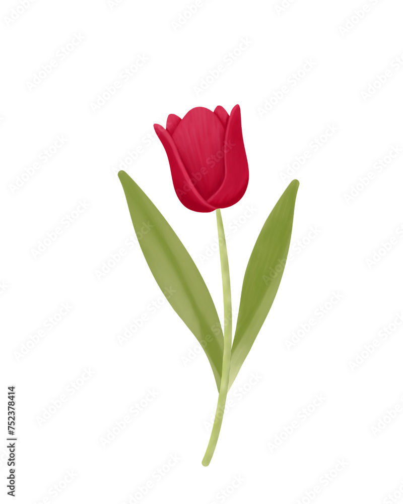 single red tulip single red tulip