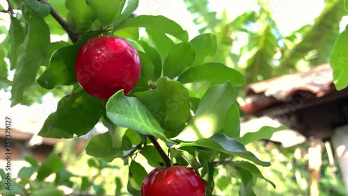 tropical fruit, ripe acerola cherry on tree with green leaves photo