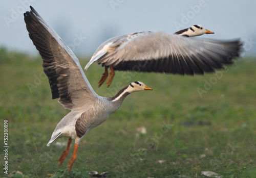 Bar-headed geese takeoff at Bhigwan bird sanctuary, India © Dr Ajay Kumar Singh