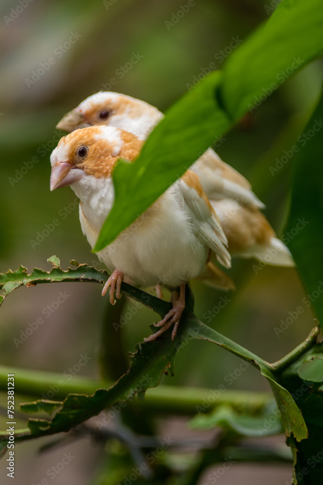 Obraz premium Known as the Society finch in North America and the Bengali finch or Bengalese finch elsewhere, Lonchura striata domestica is a domesticated finch not found in nature