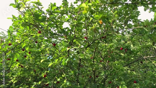 Acerola tree loaded with fresh and ripe acerolas. Pará cherry, Barbados cherry or Antillean cherry is a shrub from the Malpighiaceae family. photo