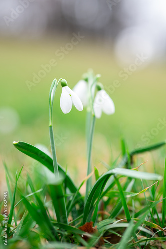 Gentle flower Snowdrop with green grass and blurred background. Spring flowers and plants